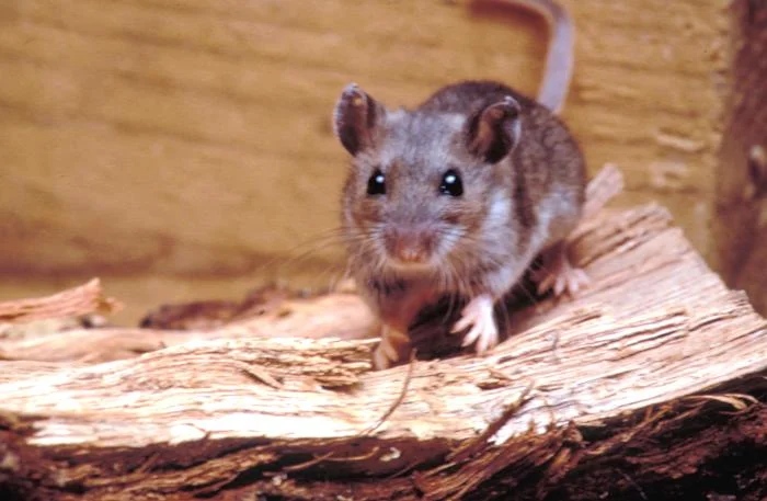 Deer mouse Peromyscus maniculatus, primary carrier of Sin Nombre hantavirus